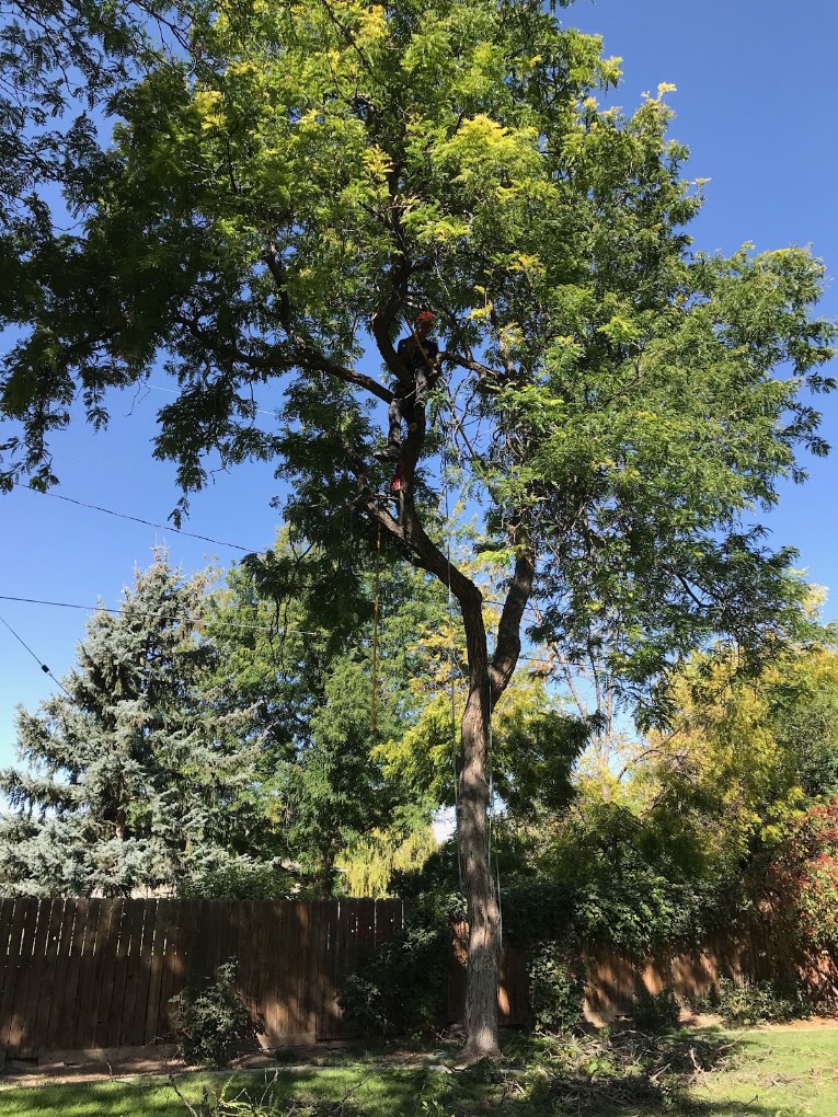 Climber high in a mature shade tree