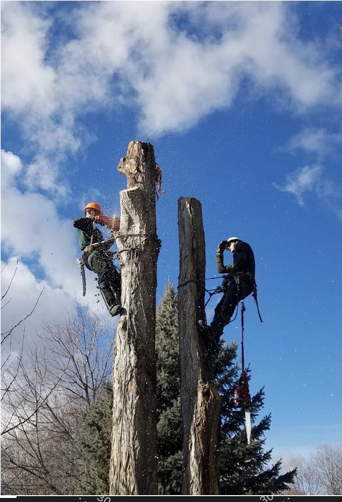 Two climbers taking down a large tree