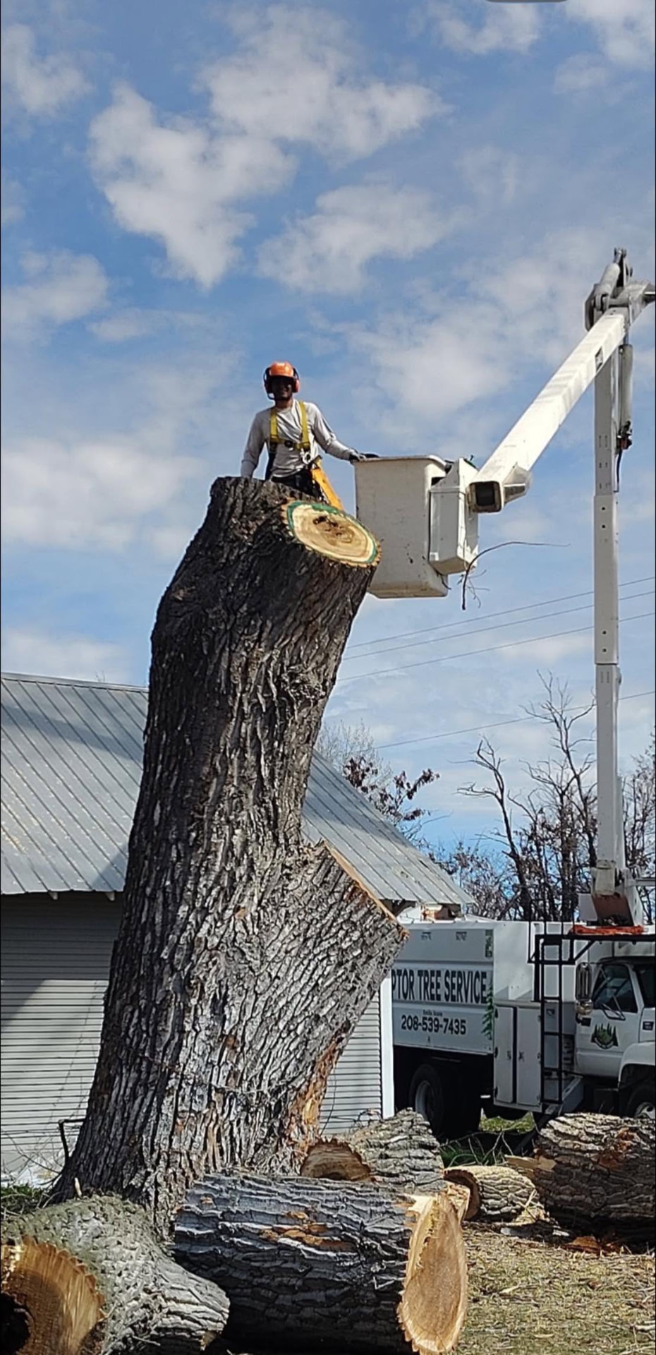 Arborist in bucket topping a large tree